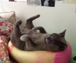 Asleep_And_Looking_Cute_s.webp