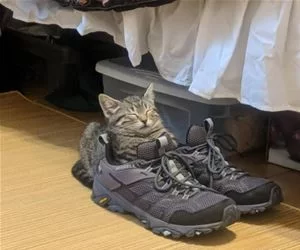 Asleep_In_A_Sneaker_s.webp