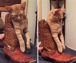 Asleep_In_My_Boot_s.webp