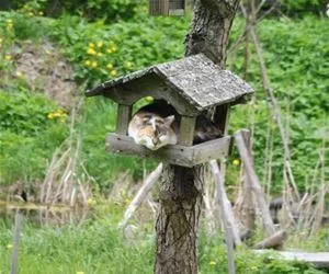 Asleep_In_My_New_House_s.webp