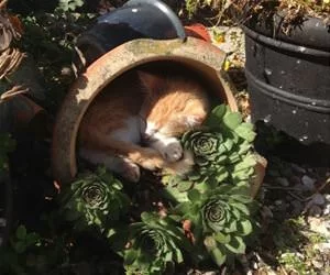 Asleep_In_My_Pot_s.webp