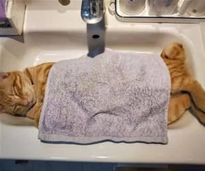 Asleep_In_My_Sink_s.webp
