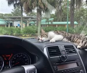 Asleep_On_The_Dash_s.webp