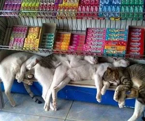 At_The_Store_s.webp