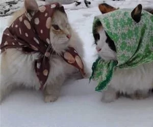 Babcha_Cats_s.webp
