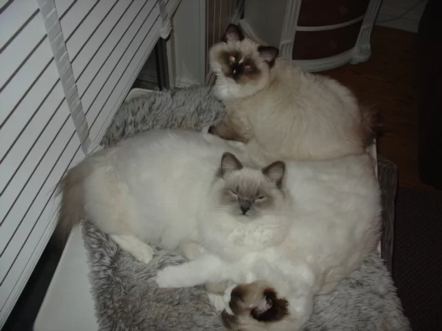 Babs Bonny Lotte Luna 018.webp