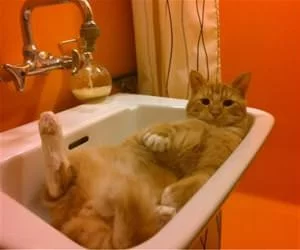 Back_In_My_Sink_s.webp