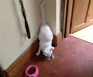 Backed_Into_The_Corner_s.webp