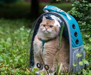 Backpack_Full_Of_Cat_s.webp