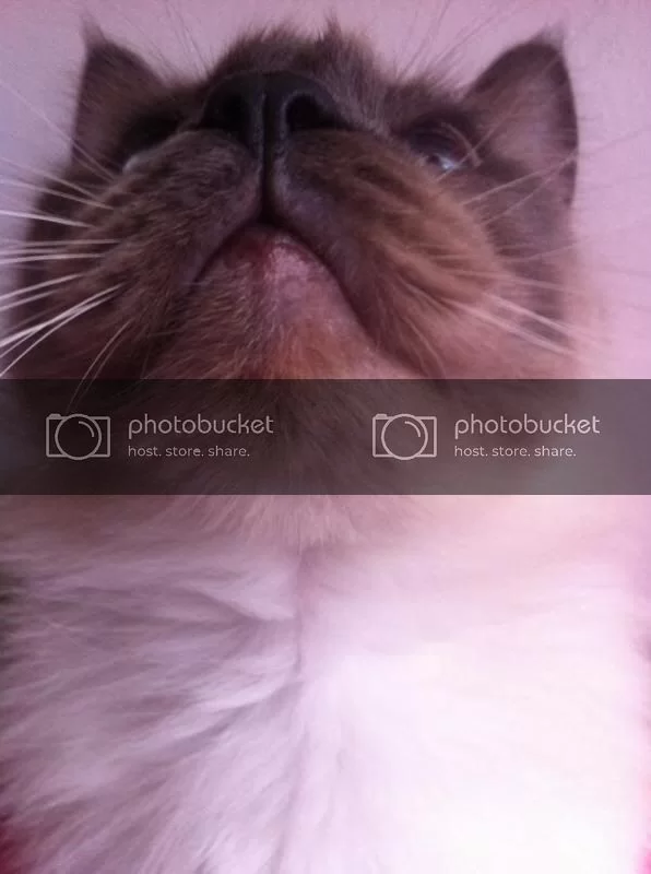 Bf9nrq5IAAAifaP_zps32f01b53.webp
