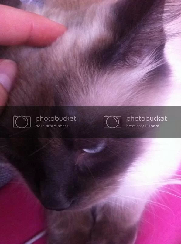 Bf9nxGNIUAEdrhK_zps471ccf27.webp