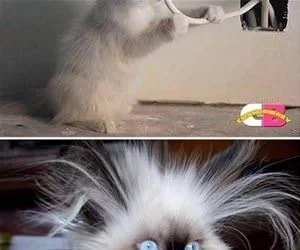 Big_Blue_Eyes_s.webp