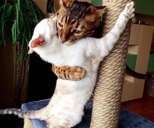 Big_Hug_s.webp