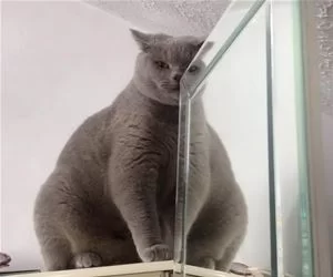 Big_Wide_Cat_s.webp