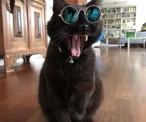 Big_Yawn6943_s.webp
