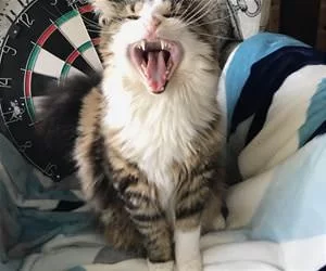 Big_Yawnnnnnn_s.webp