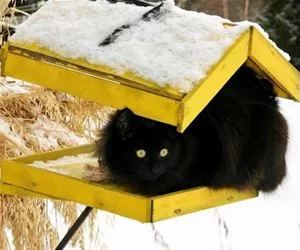 Bird_House_My_House_s.webp
