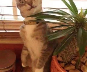 Bit_The_Cactus_s.webp