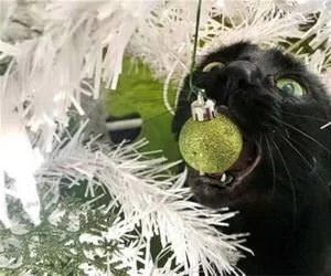 Biting_It_All_s.webp