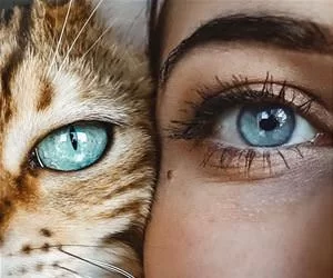 Blue_Eyes5196_s.webp