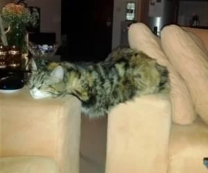 Both_Couches_Are_Mine_s.webp
