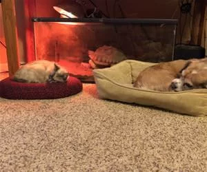 Both_Napping_s.webp