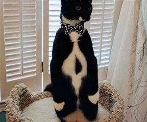 Bow_Tie1044_s.webp
