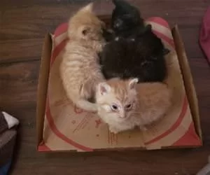 Box_Of_The_Cats_s.webp