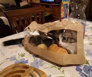 Bread_Bag_s.webp