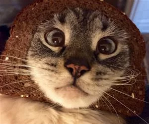 Bready_s.webp