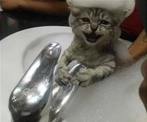 Bubble_Bath_s.webp