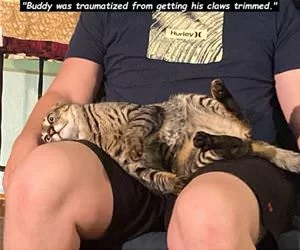 Buddy_Was_Traumatized_s.webp