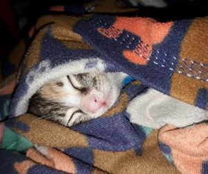 Bundled_Up4012_s.webp