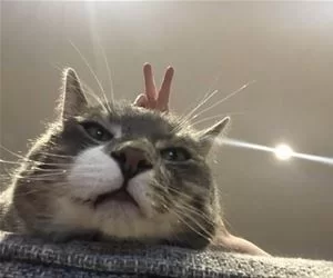 Bunny_Ears6399_s.webp