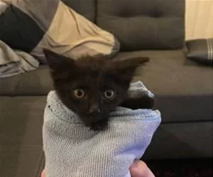 Burrito_Cat1839_s.webp