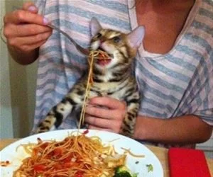Can_I_Has_Spaghetti_s.webp