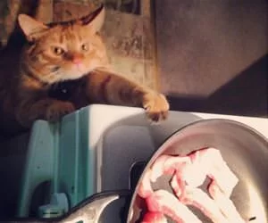 Can_I_Have_Some_Bacon_s.webp