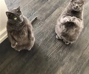 Can_We_Have_Another_Snack_Please_s.webp