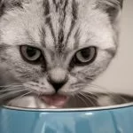 cat-4376782_1920-150x150.webp