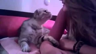 cat-demands-a-kiss.webp