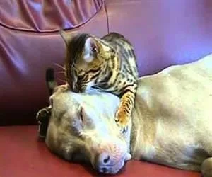 cat-dog-massage.webp