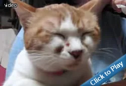 cat-interview.webp