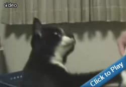 cat-jeleous-of-cell-phone.webp