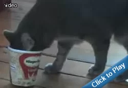 cat-loves-ice-cream.webp