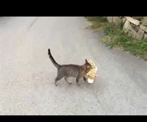 cat-steals-stuffed-tiger.webp
