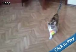 cat-that-plays-fetch.webp