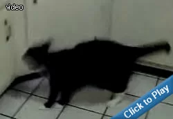 cat-too-fat-to-jump.webp