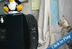 cat-vs-disk-drive.webp