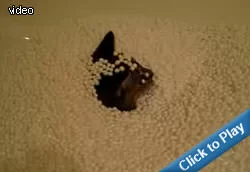 cat-vs-foam.webp