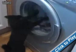 cat-vs-washing-machine.webp
